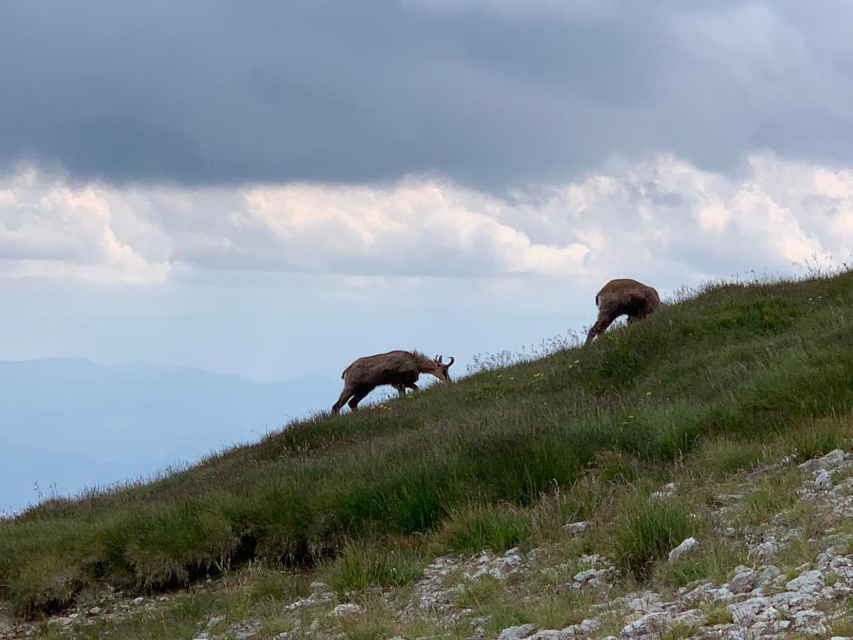 Dom Wypoczynkowy I Apartamenty "Nabucco" Z Widokiem Na Giewont I Gory Zakopane Ngoại thất bức ảnh